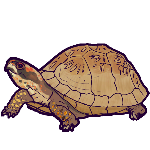  A drawing of a three-toed box turtle. It has dark brown scales with a lighter brown carapace. Yellow, orange, and red-orange spots as well as a few dark blotches cover its face and legs. 